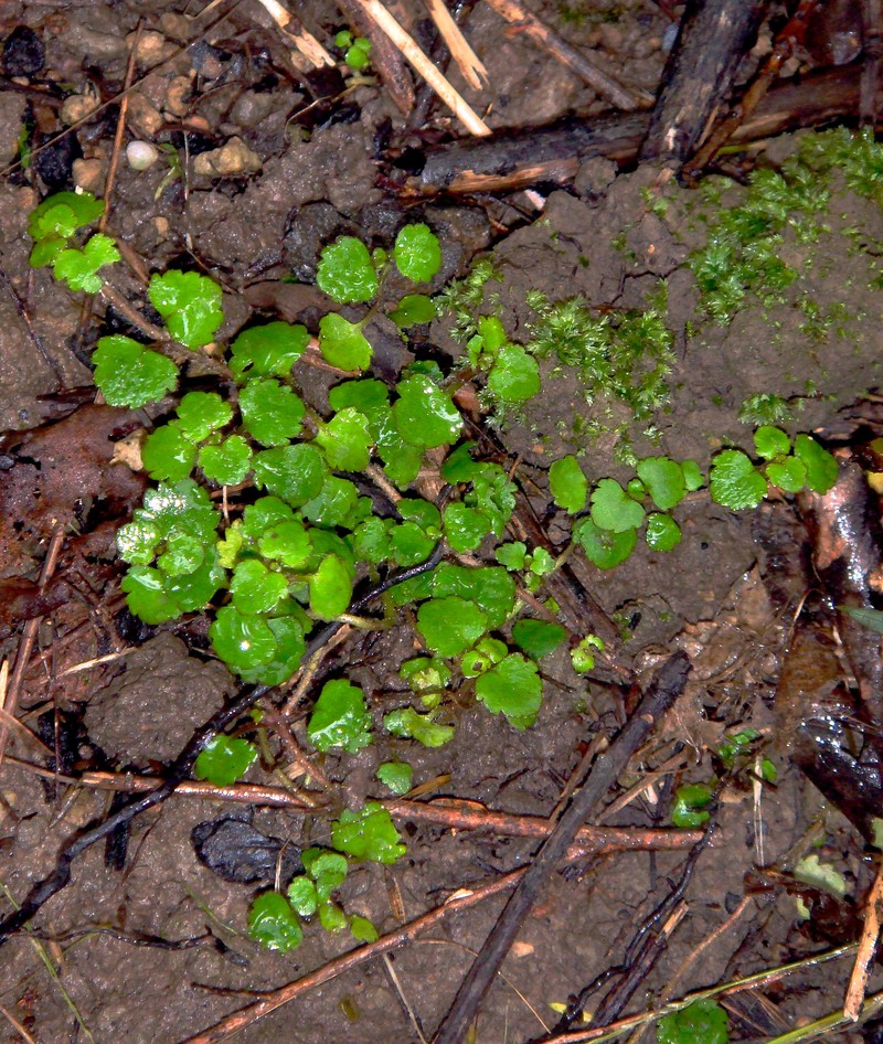 Veronica jovellanoides photo 2