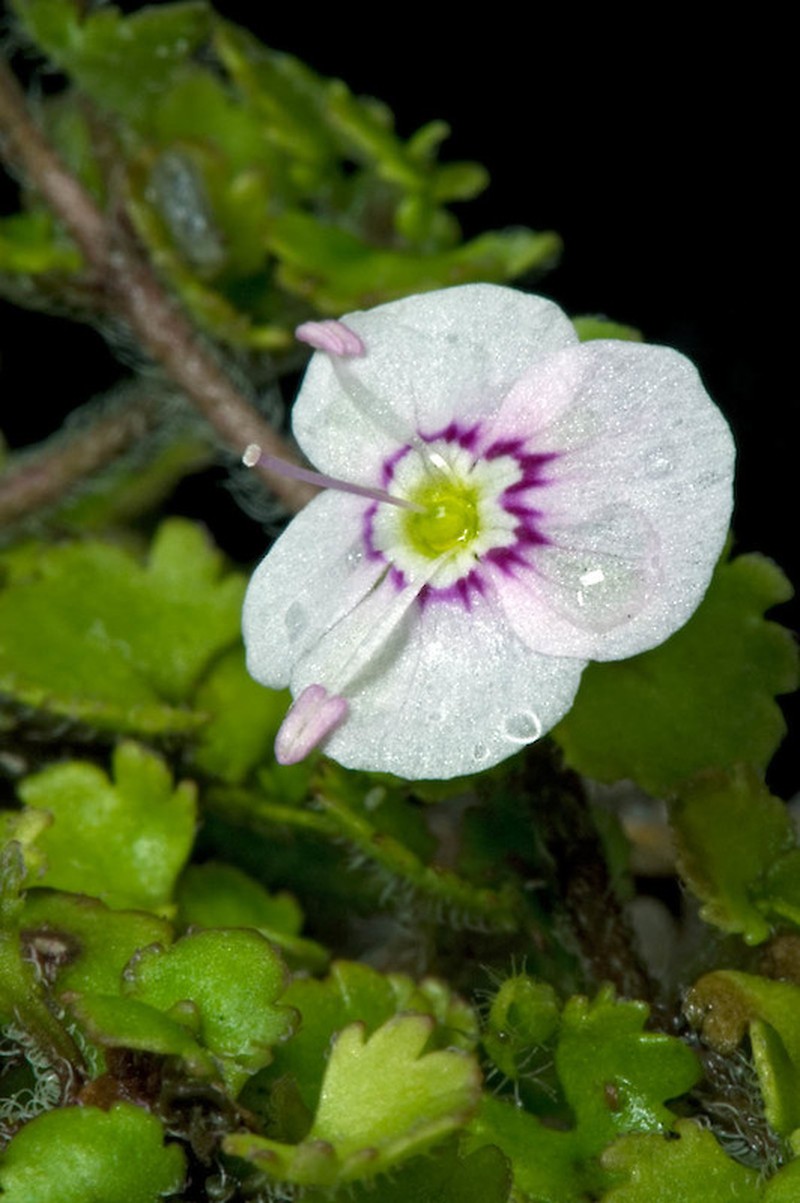 Veronica jovellanoides photo 3