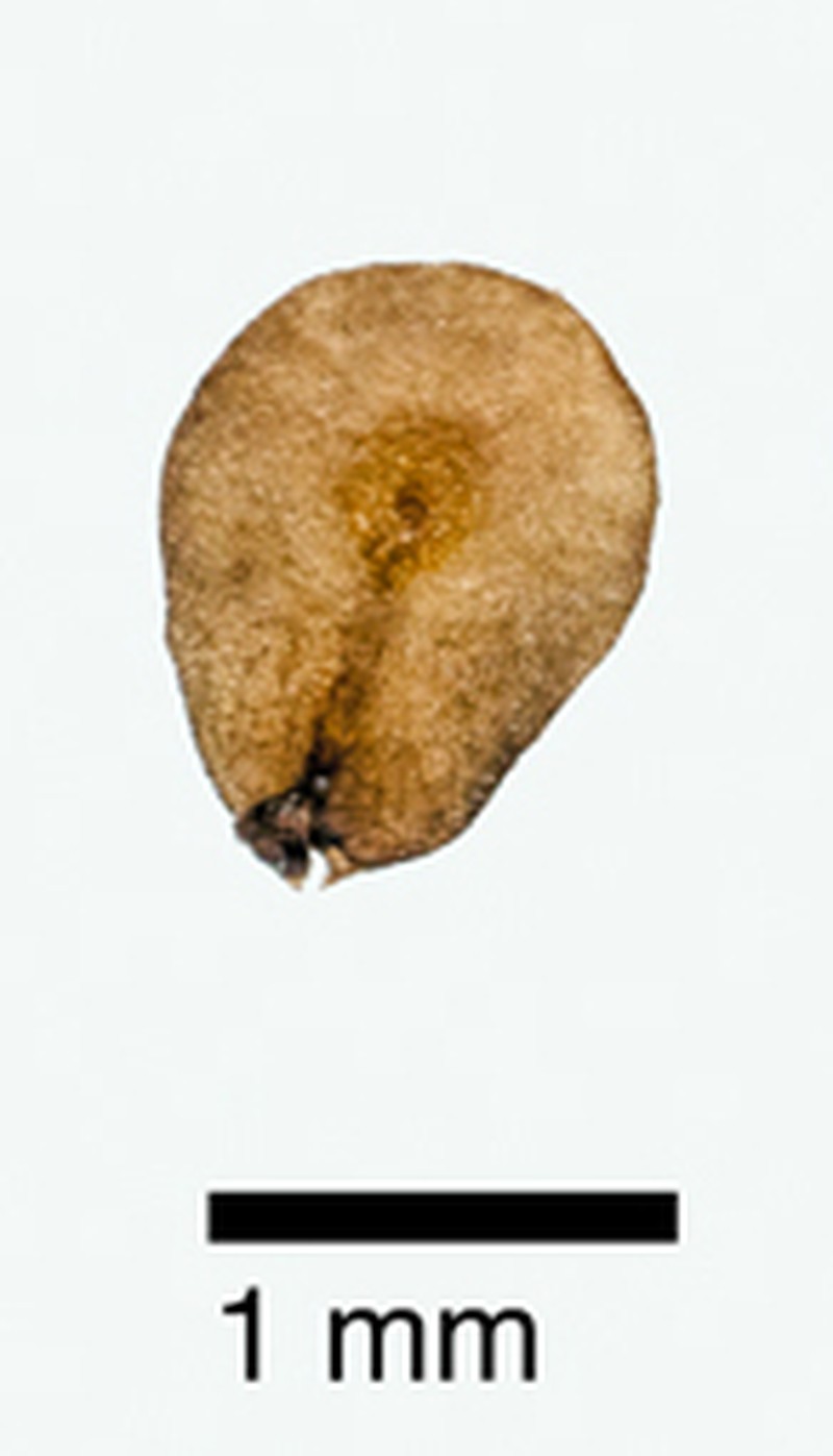 Veronica jovellanoides photo 4