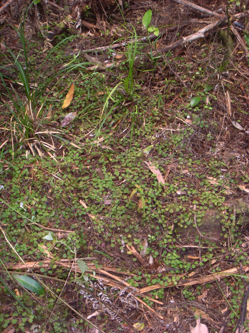 Veronica jovellanoides photo 5