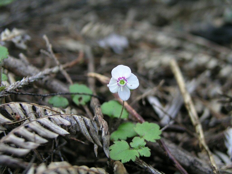 Veronica jovellanoides photo 6