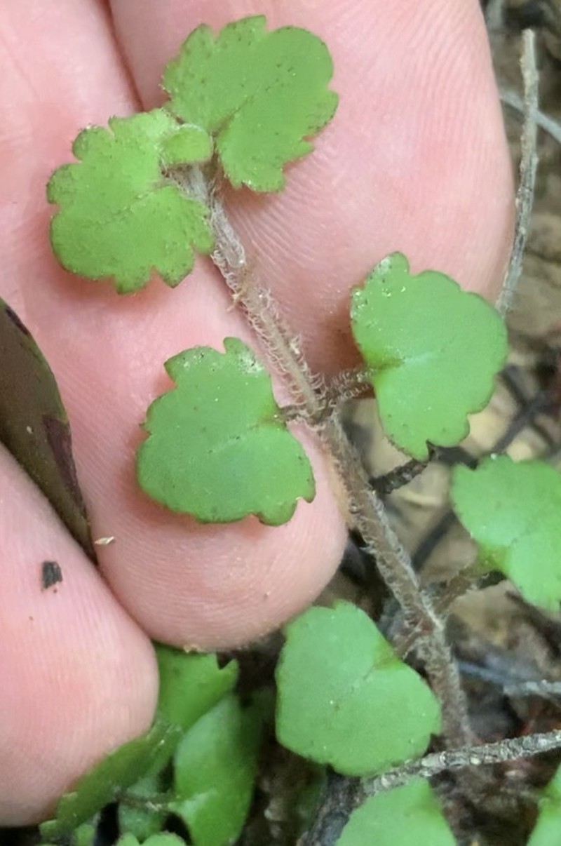Veronica jovellanoides photo 7