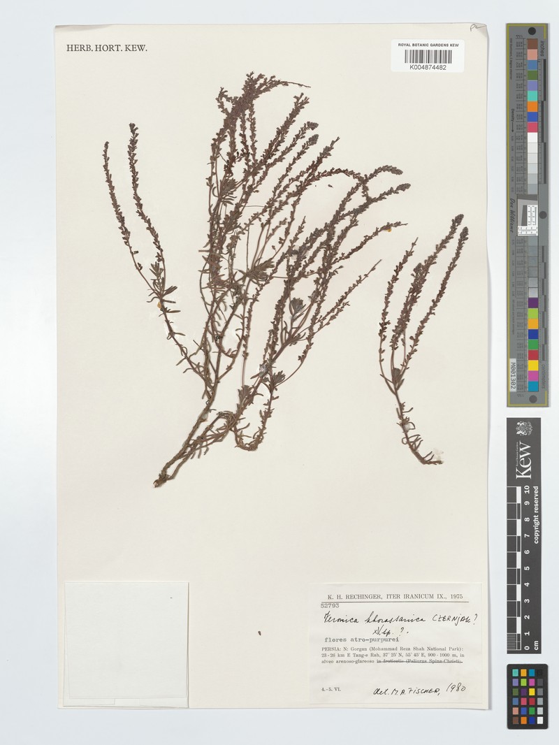 Veronica khorassanica
