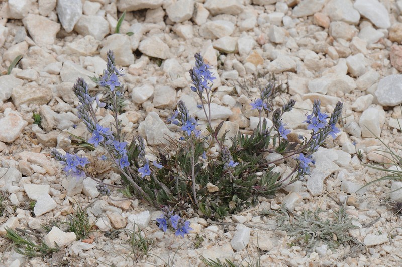 Veronica kindlii