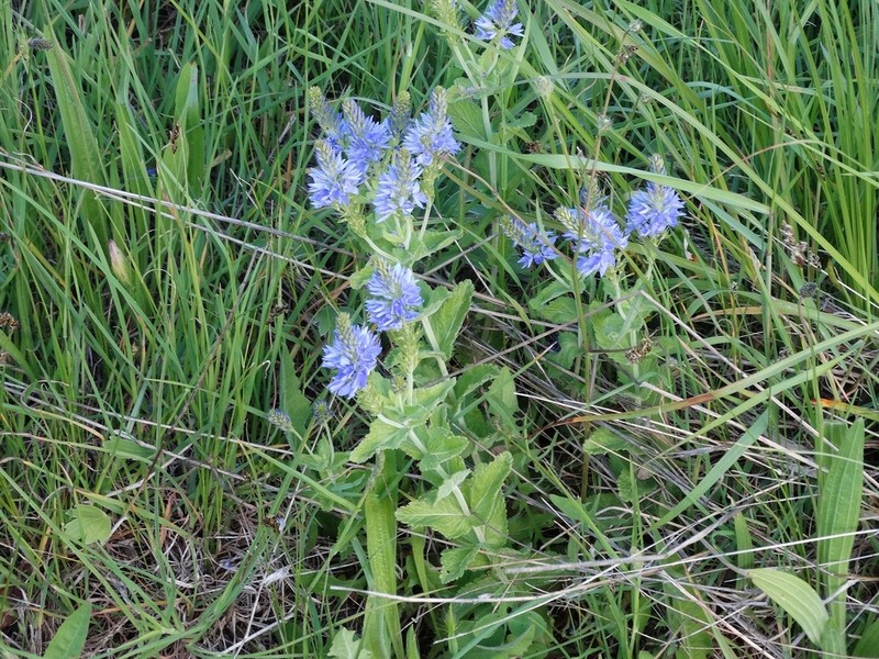 Veronica kindlii photo 3