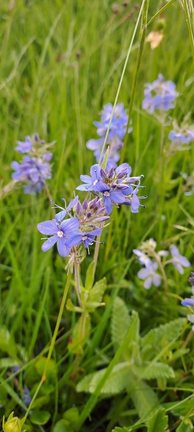 Veronica kindlii photo 4
