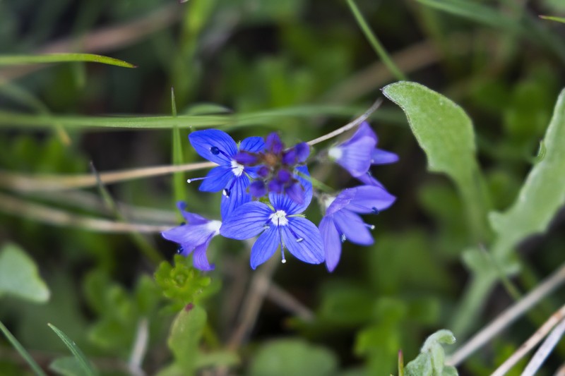Veronica kindlii photo 5