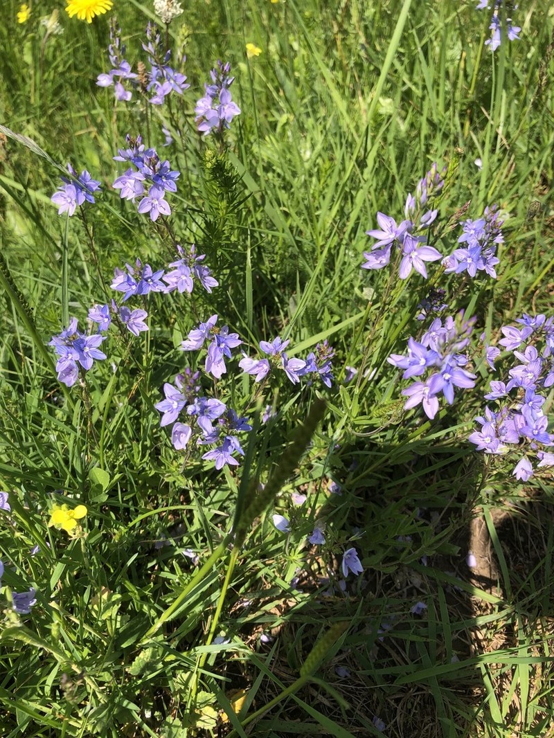 Veronica kindlii photo 6