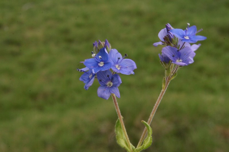 Veronica kindlii photo 7