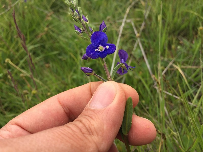 Veronica kopgecidiensis