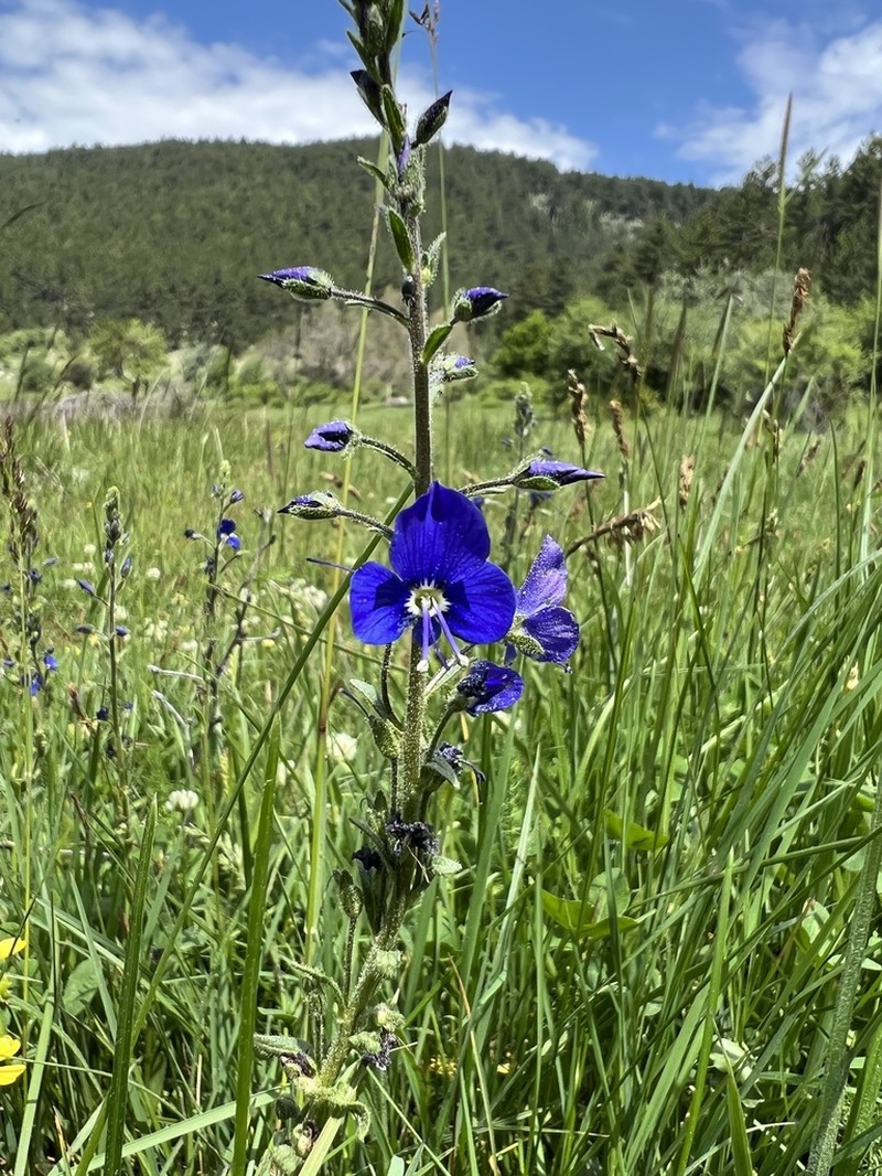 Veronica kopgecidiensis photo 2