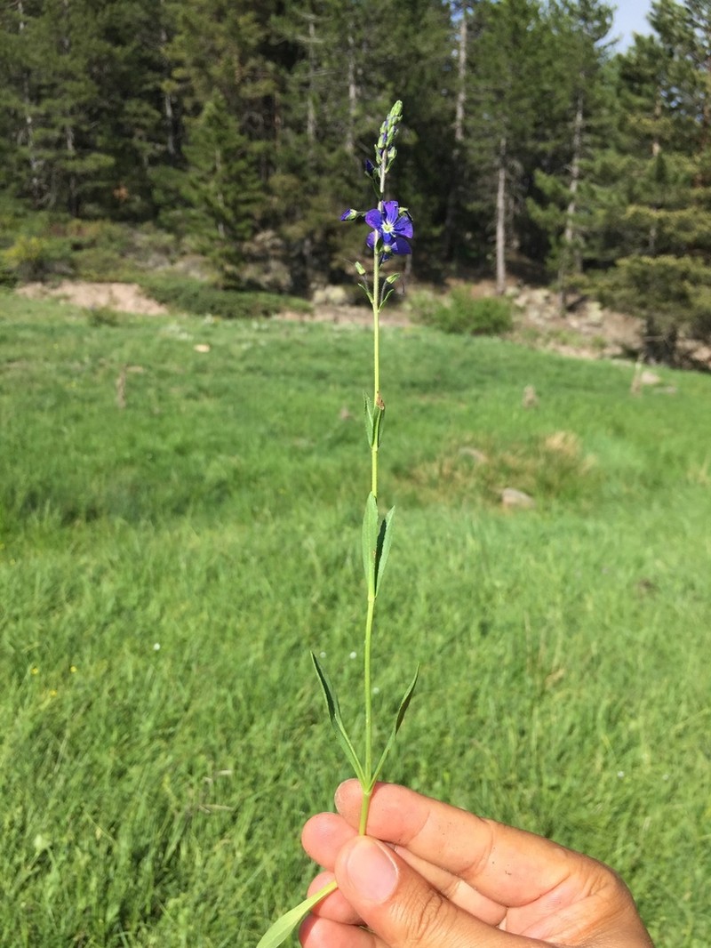 Veronica kopgecidiensis photo 3