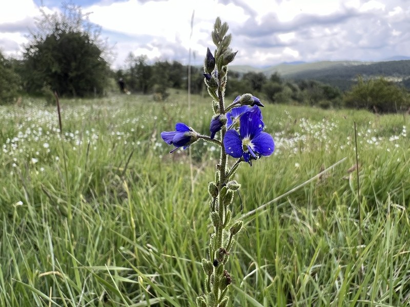 Veronica kopgecidiensis photo 4