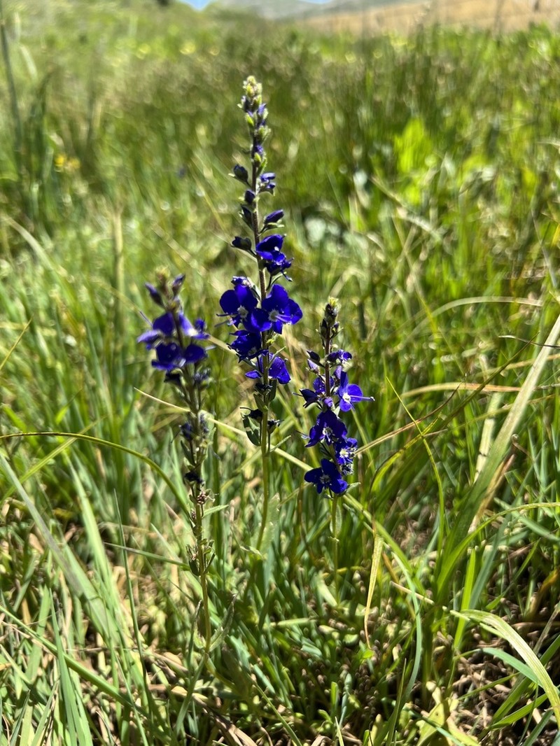 Veronica kopgecidiensis photo 5