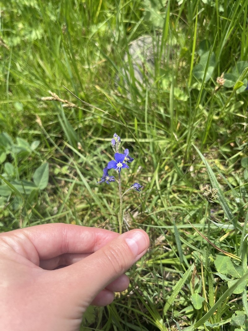Veronica kopgecidiensis photo 6