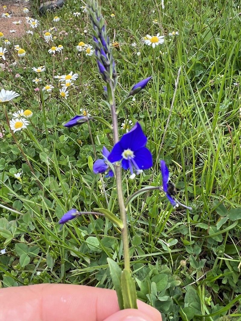 Veronica kopgecidiensis photo 8