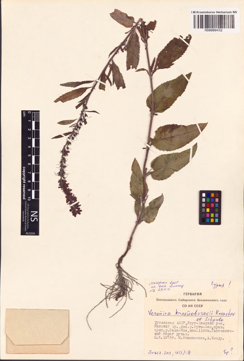 Veronica krasnoborovii photo 3