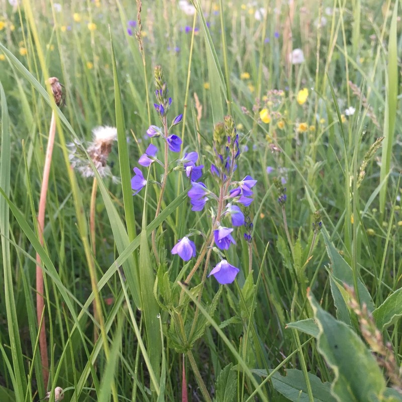 Veronica krylovii
