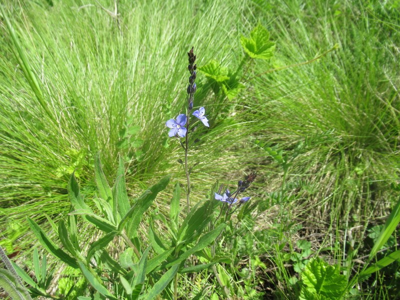 Veronica krylovii photo 2