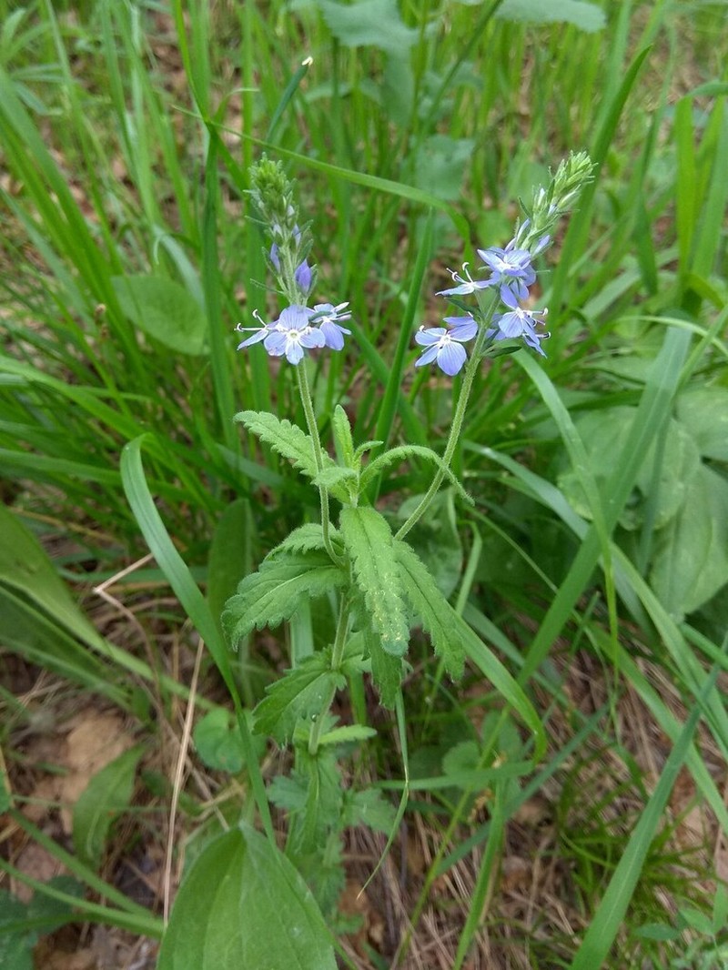 Veronica krylovii photo 3