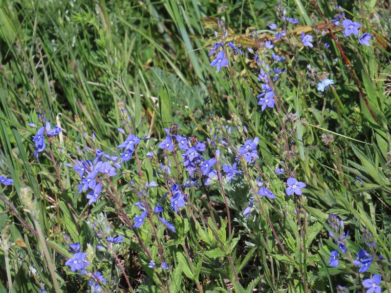 Veronica krylovii photo 4