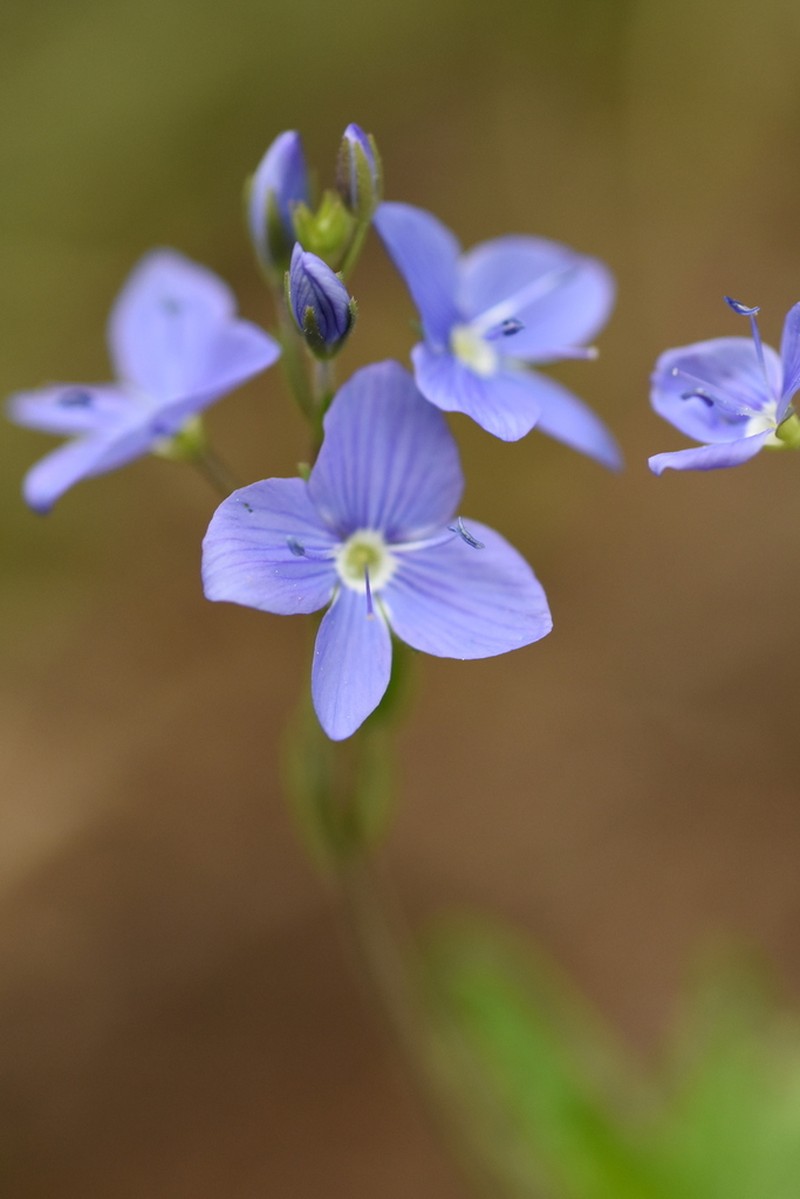 Veronica krylovii photo 5