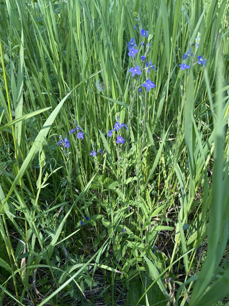 Veronica krylovii photo 6