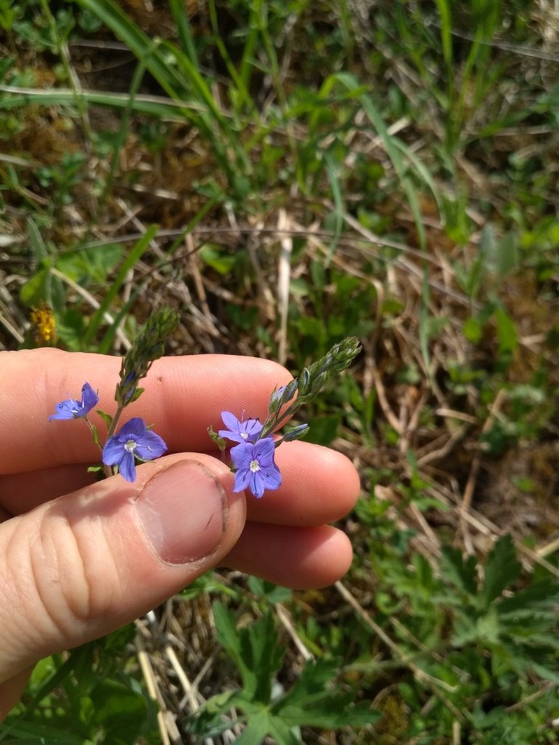 Veronica krylovii photo 7