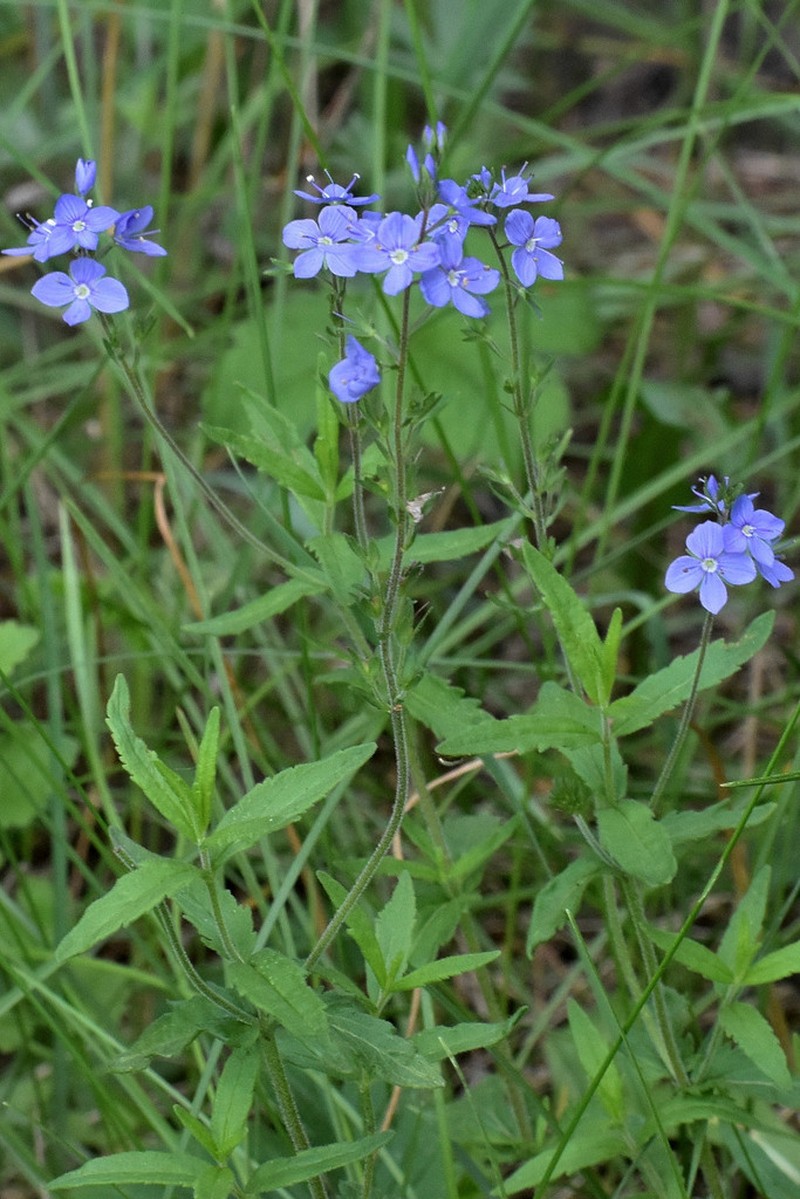 Veronica krylovii photo 8
