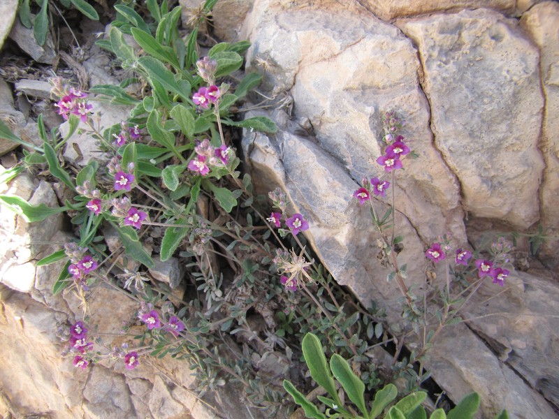 Veronica kurdica subsp. filicaulis
