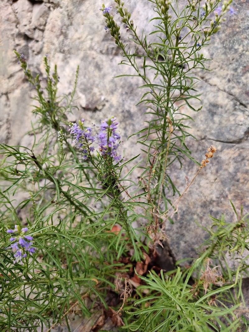Veronica laeta