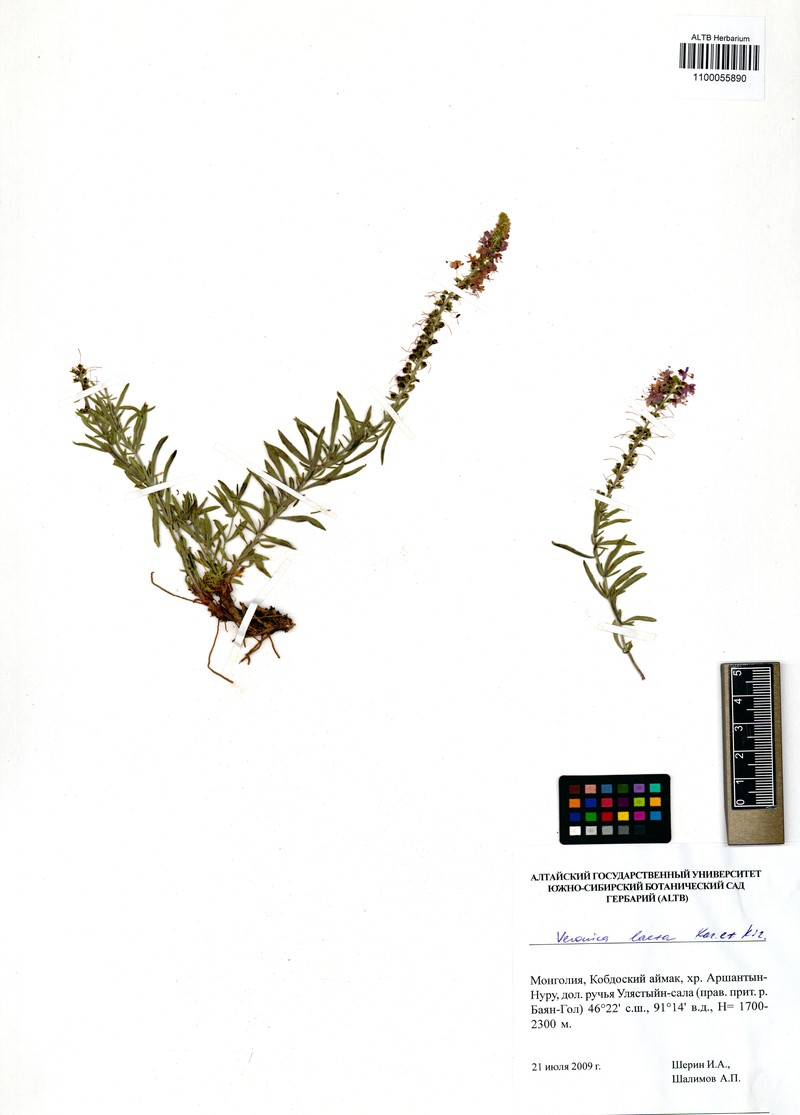 Veronica laeta photo 3