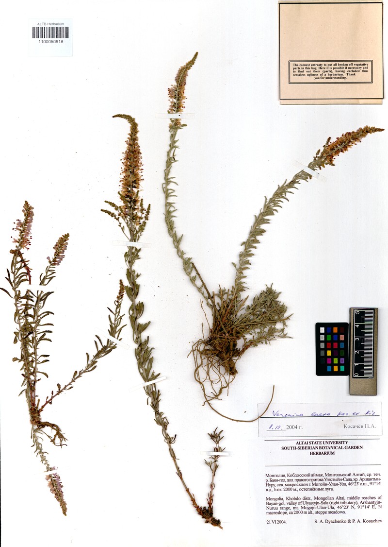 Veronica laeta photo 5