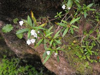 Veronica lanceolata