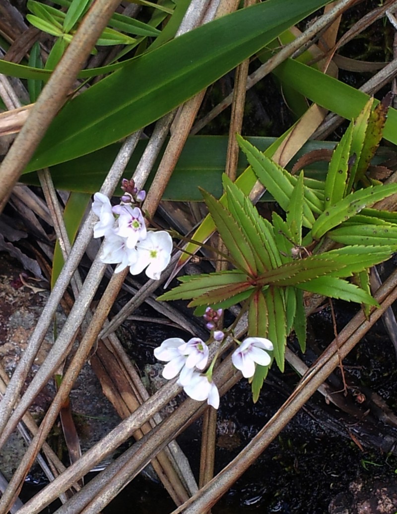 Veronica lanceolata photo 2