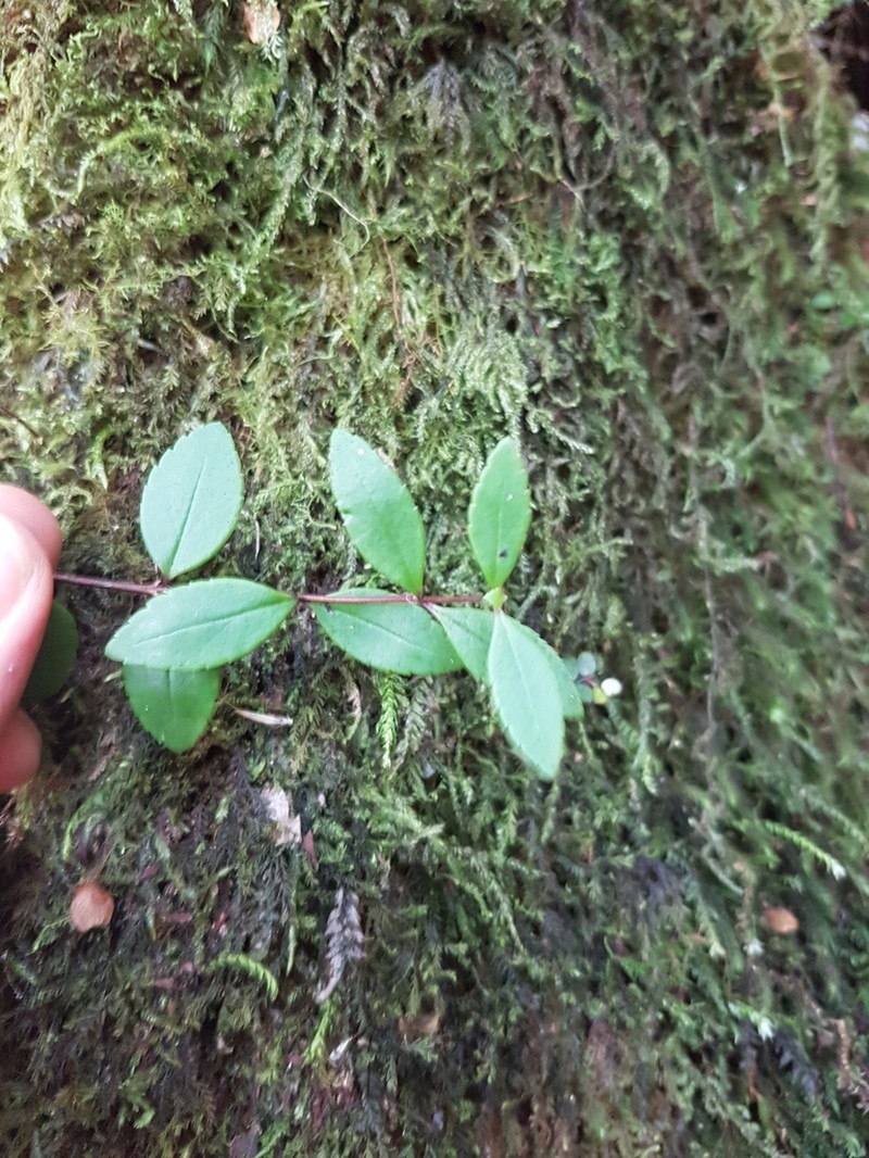 Veronica lanceolata photo 3