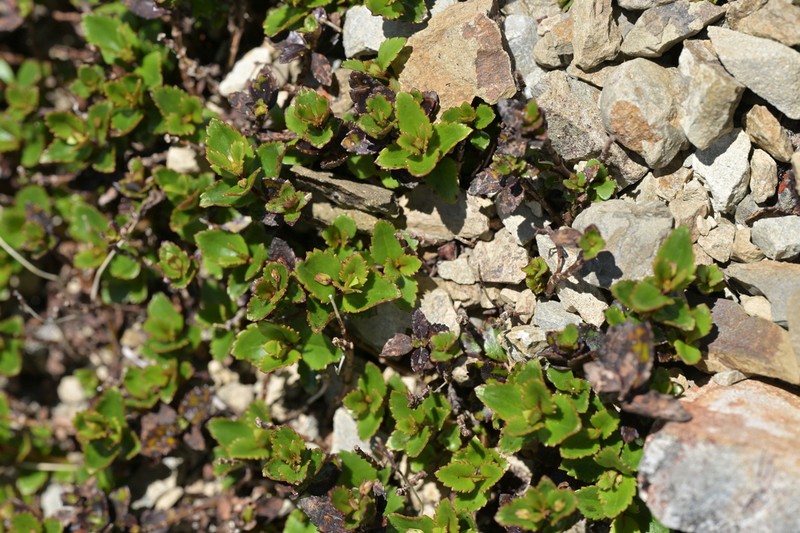 Veronica lanceolata photo 4
