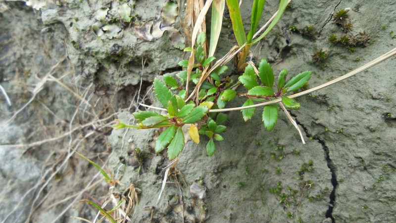 Veronica lanceolata photo 5