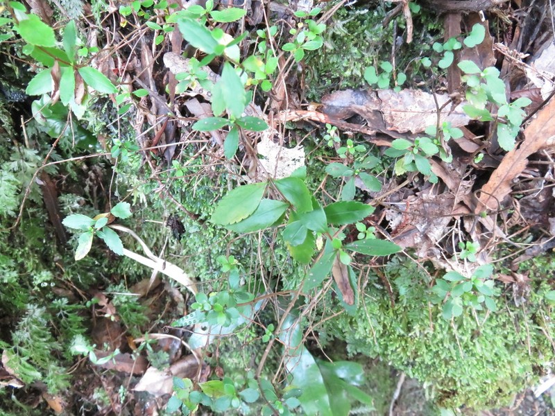 Veronica lanceolata photo 6