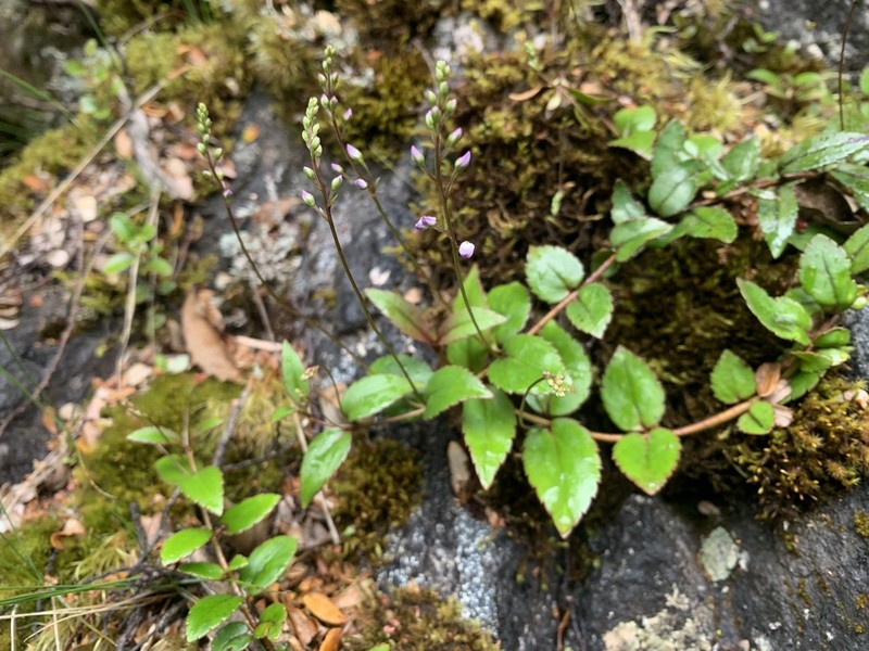 Veronica lanceolata photo 7
