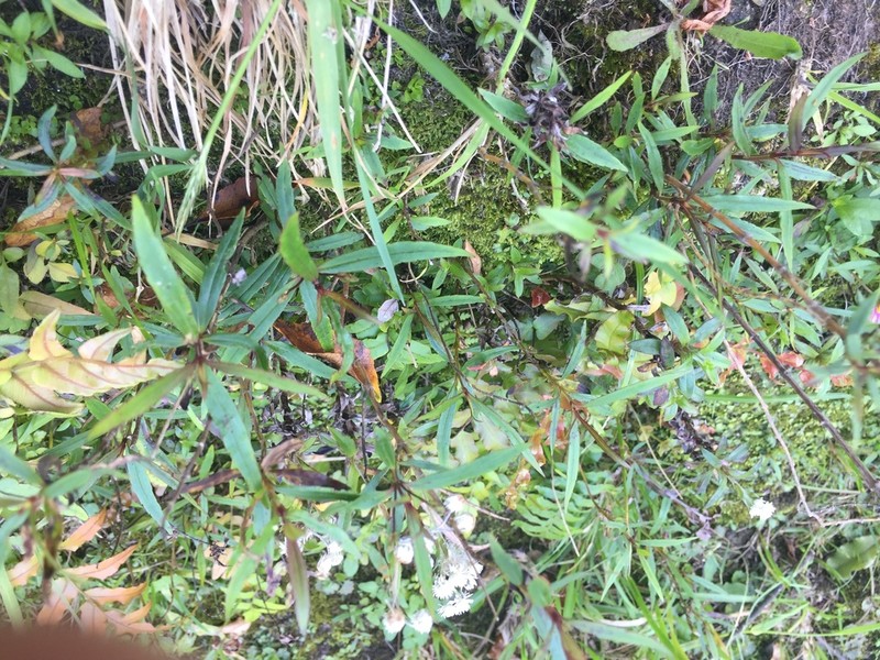 Veronica lanceolata photo 8