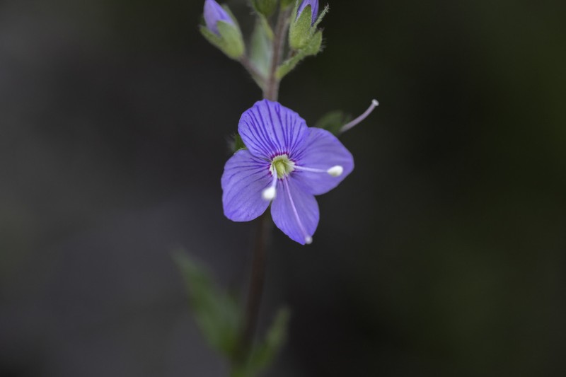Veronica lanosa