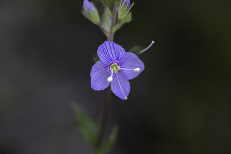 Veronica lanosa photo 3