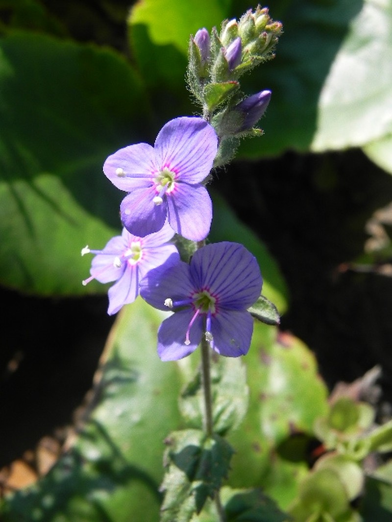 Veronica lanosa photo 4