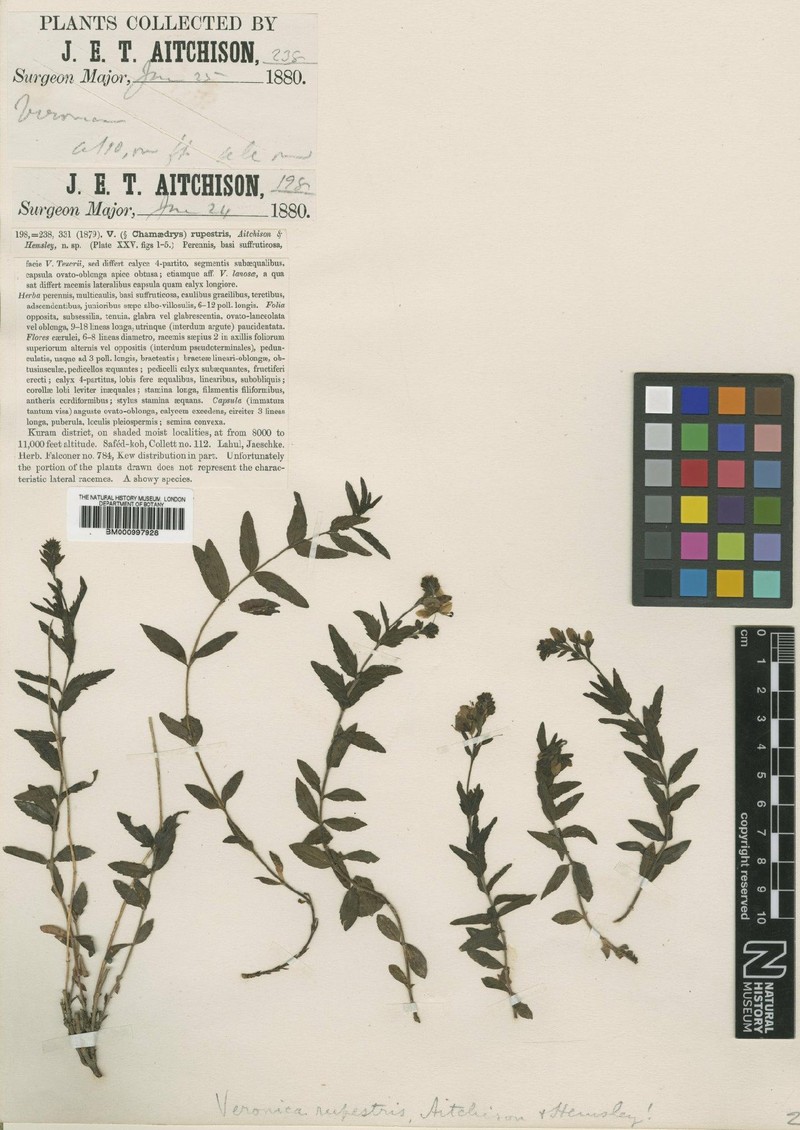 Veronica lanosa photo 5