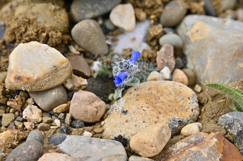 Veronica lanuginosa