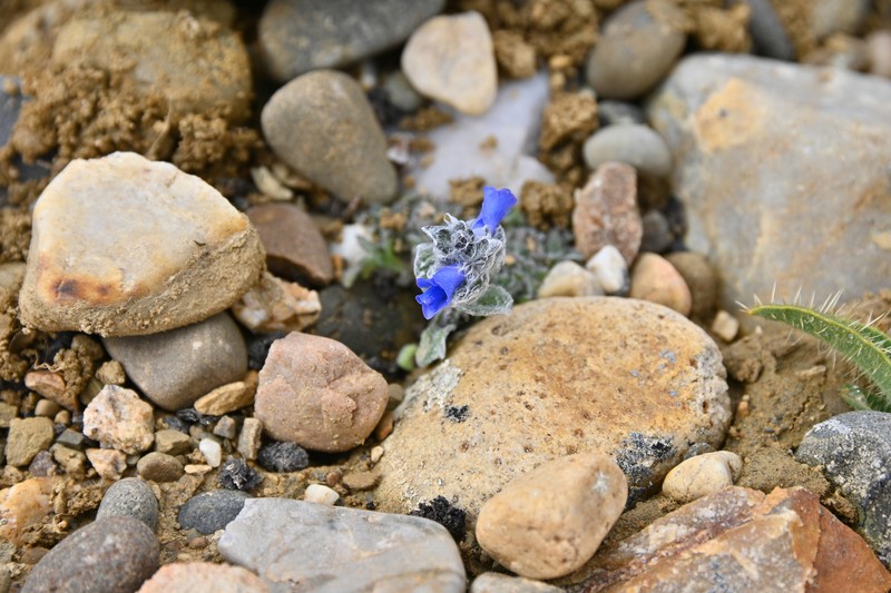 Veronica lanuginosa photo 2