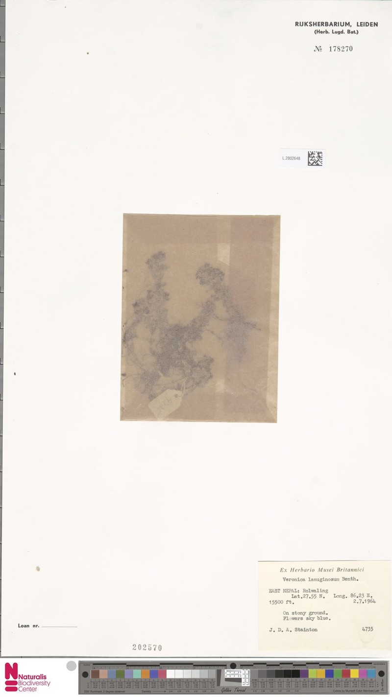 Veronica lanuginosa photo 3