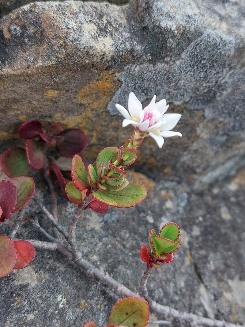 Veronica lavaudiana photo 2