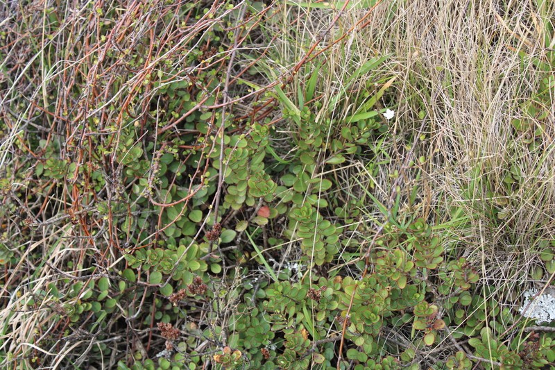 Veronica lavaudiana photo 4